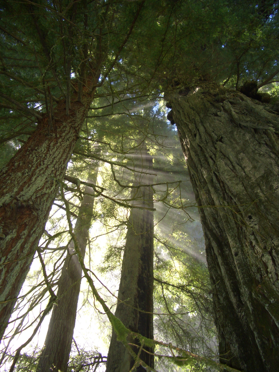 Redwood trees