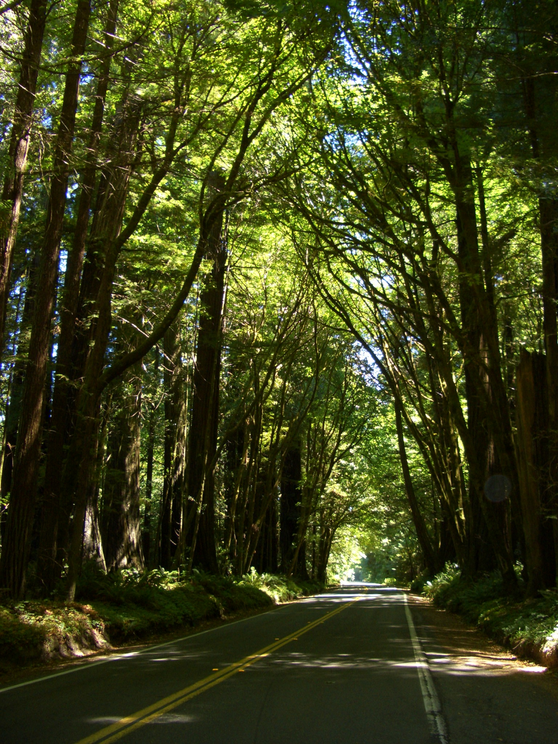 Forest road - northern California