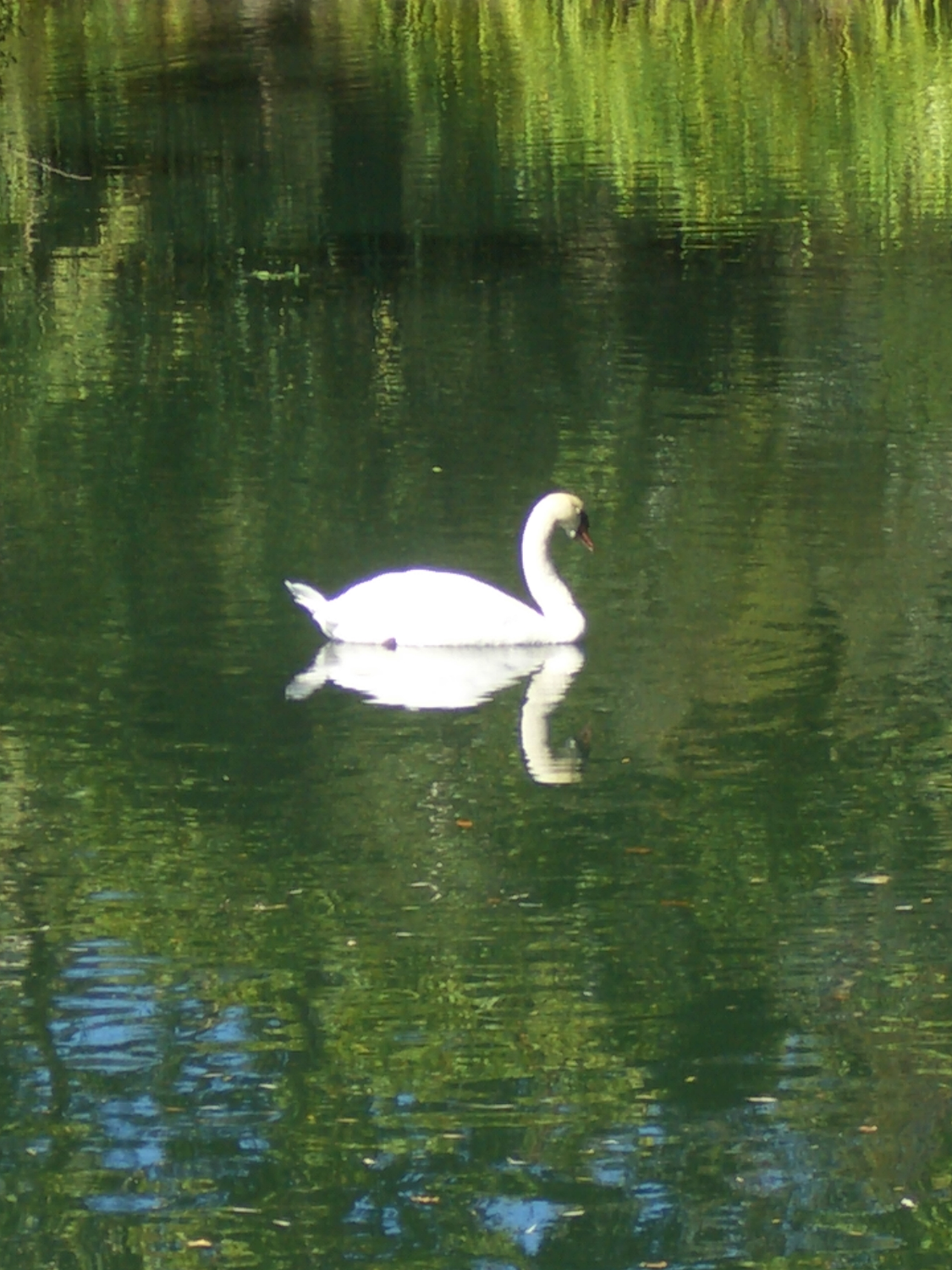 Swan at Montelena