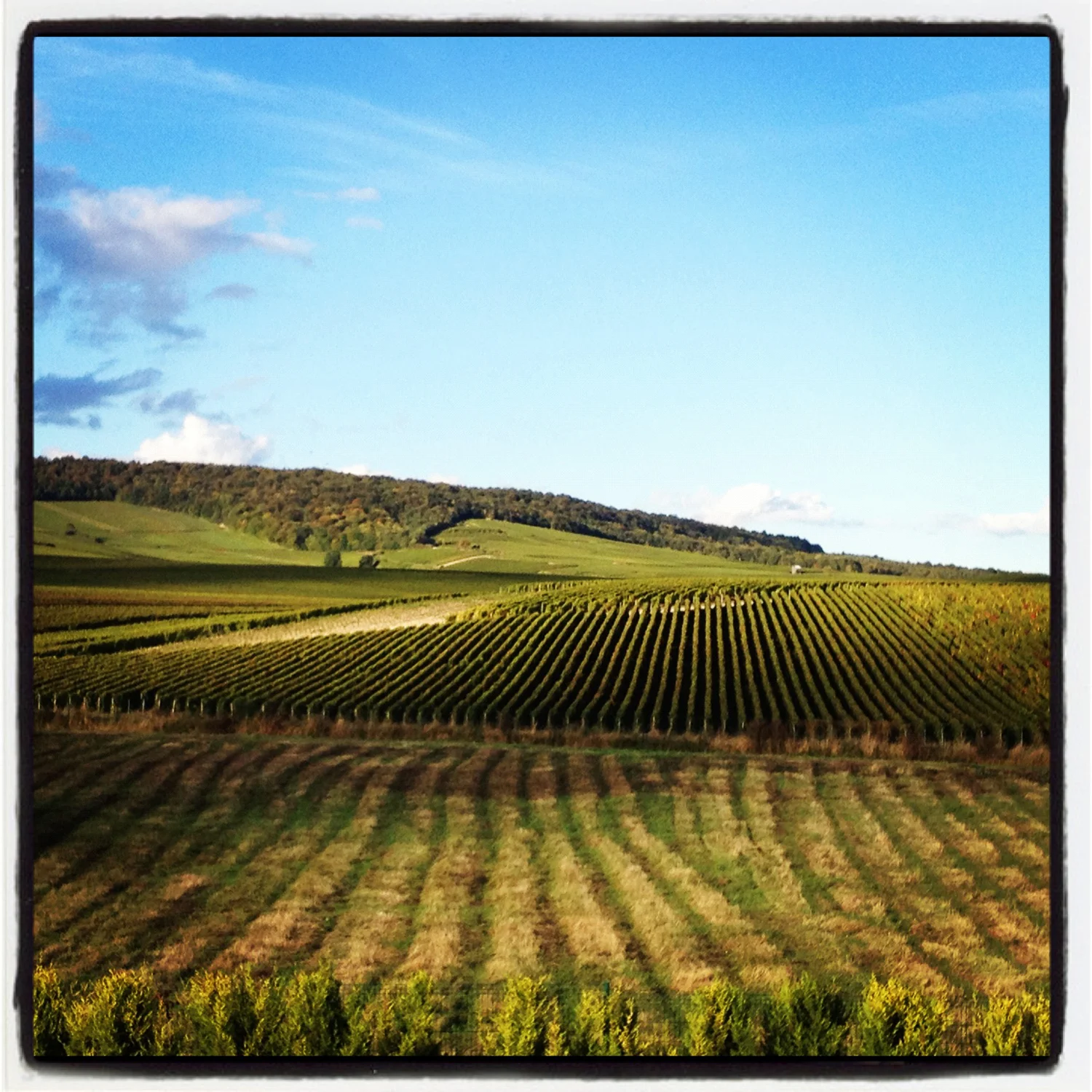 Vineyard view from our suite in Bouzy, Champagne.