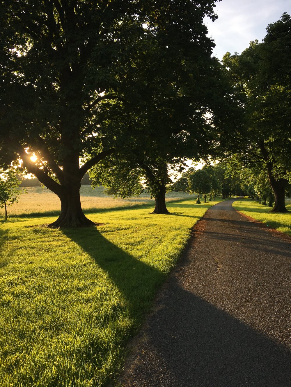 Eileen Hsieh follow that bug Waddesdon Estate trail sunset.jpg