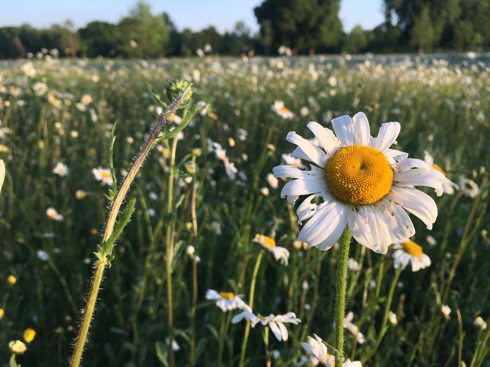 Eileen Hsieh follow that bug Waddesdon Estate wildflowers meadow.jpg