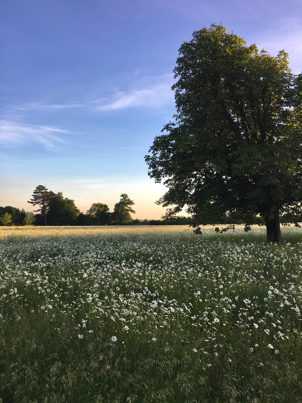 Eileen Hsieh follow that bug Waddesdon Estate wildflowers meadow sunset.jpg