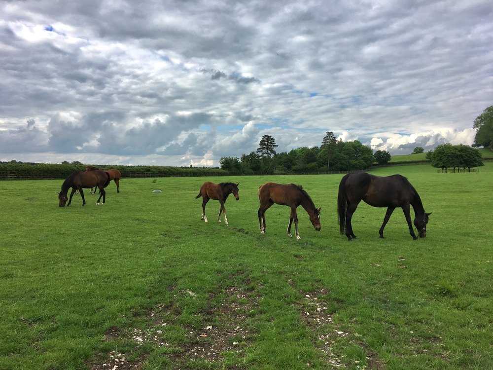 Eileen Hsieh follow that bug Waddesdon Estate horses.jpg