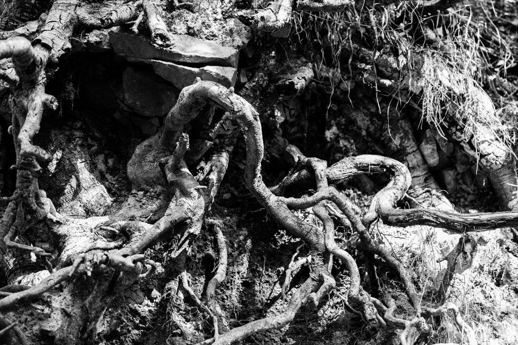 'so did my gaze loosen her tongue and then, in little time, set her contorted limbs in perfect order'