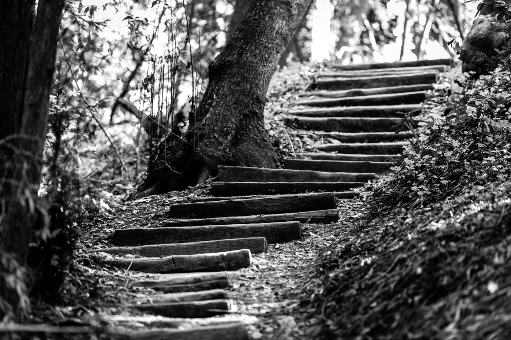 'as new trees are renewed when they bring forth new boughs, I was pure and prepared to climb into the stars'