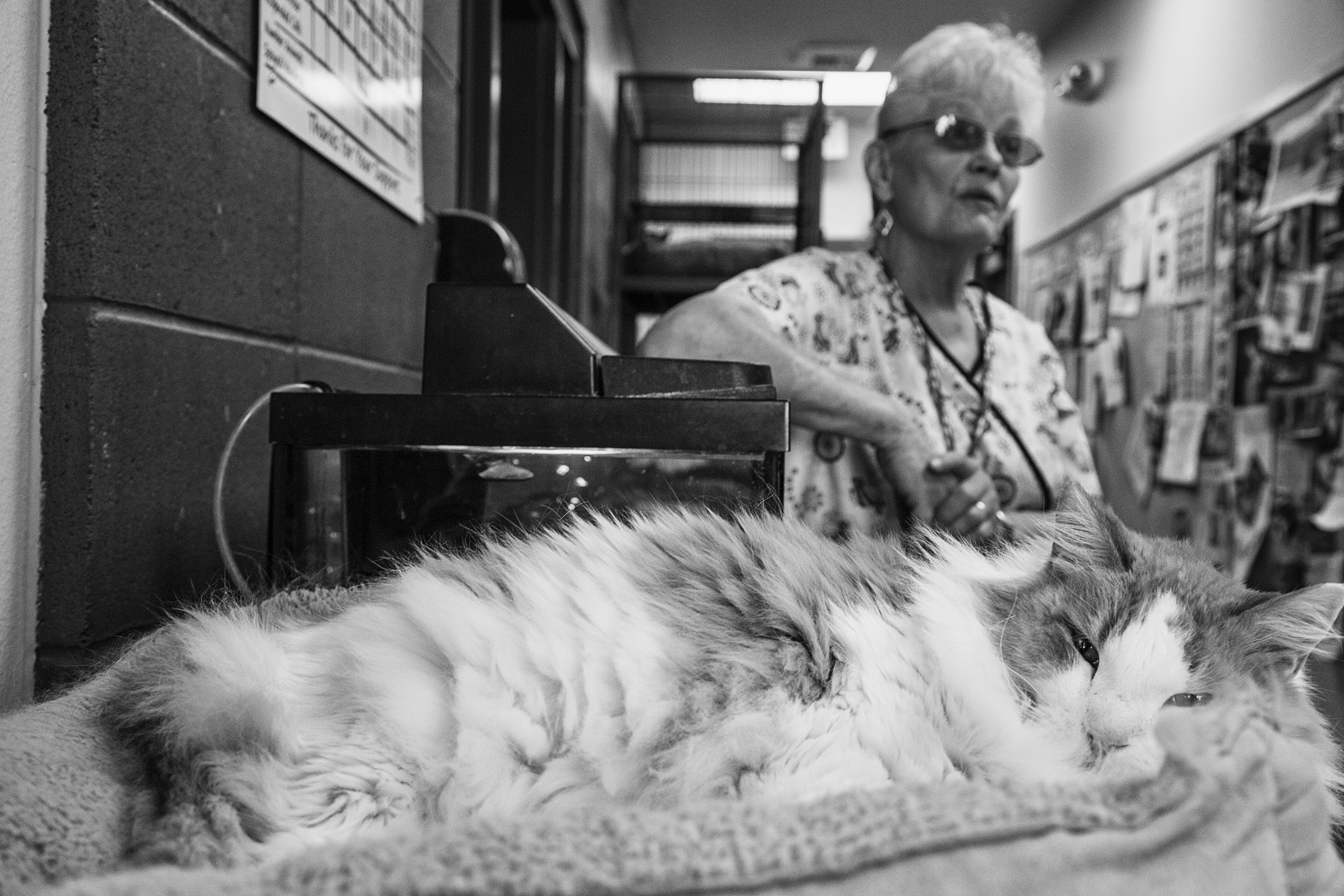 Animal Shelter 2