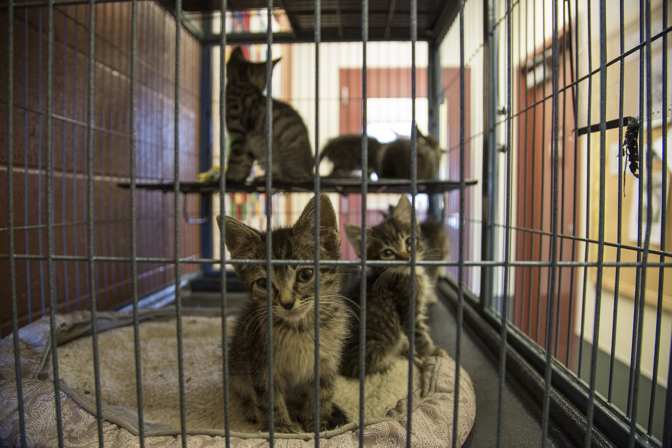 Animal Shelter 1