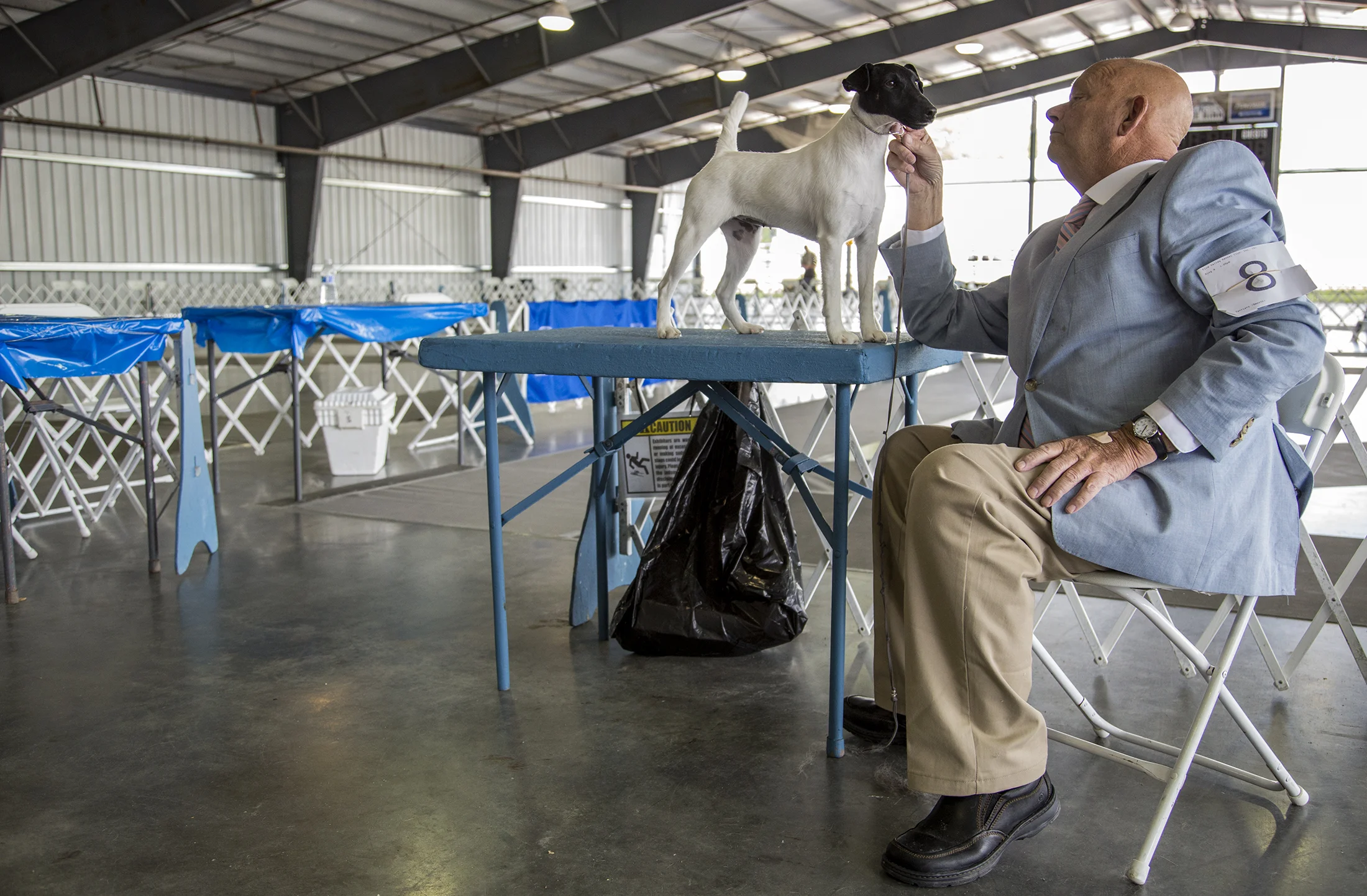 Dog Show 2