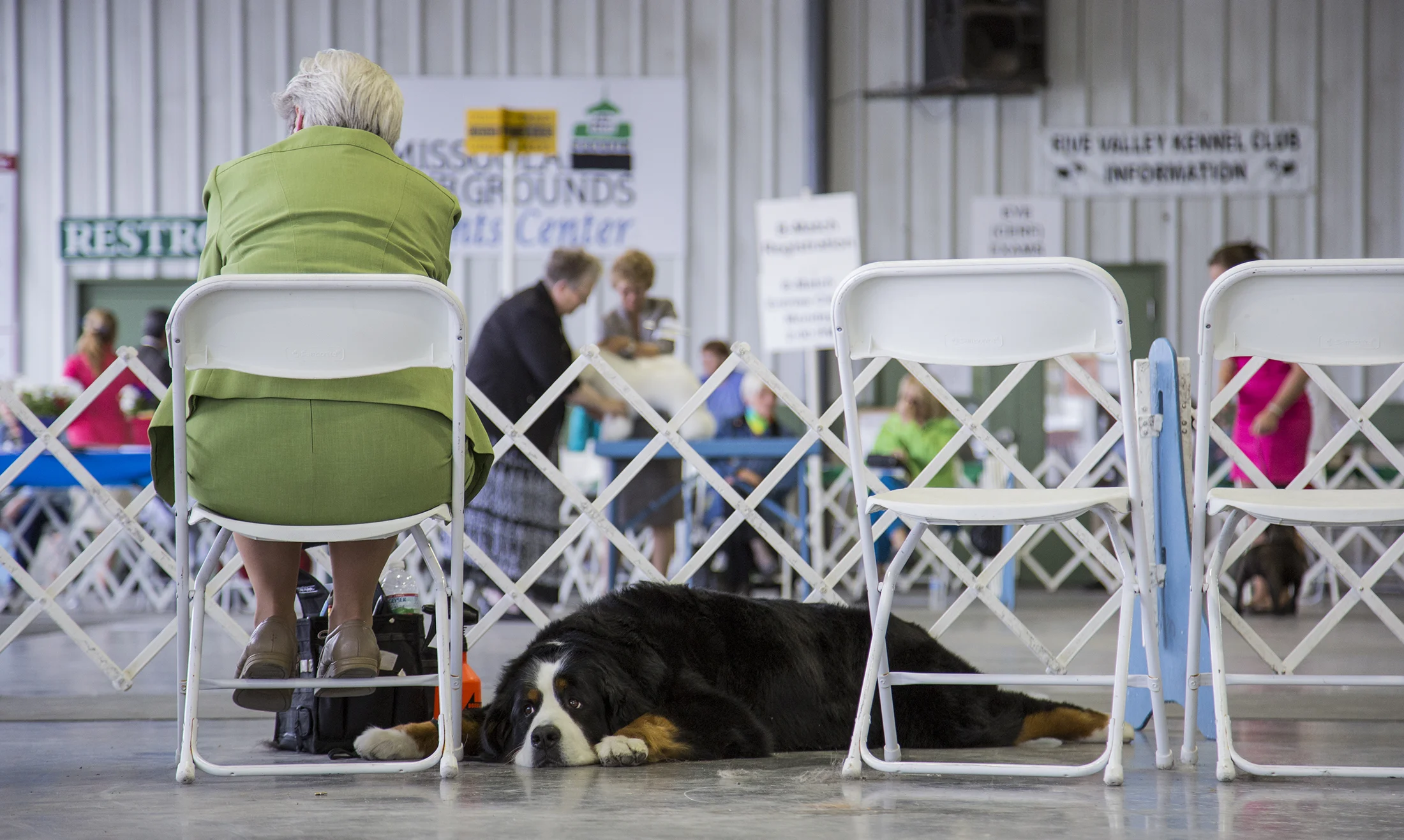 Dog Show 1