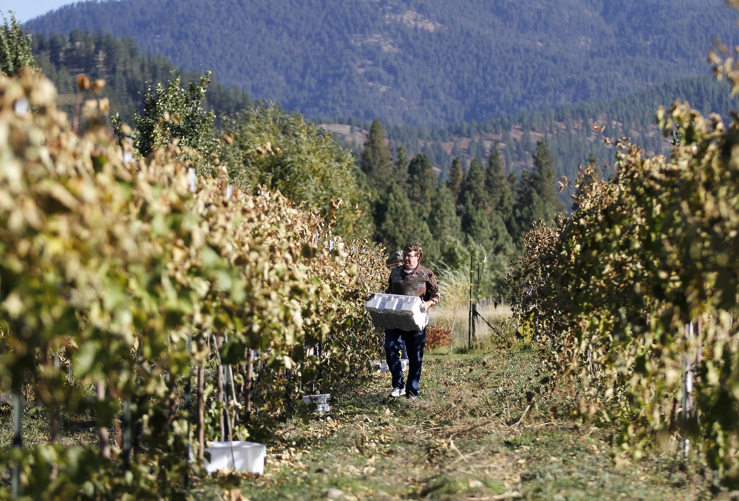 Ten Spoon Grape Harvest 1