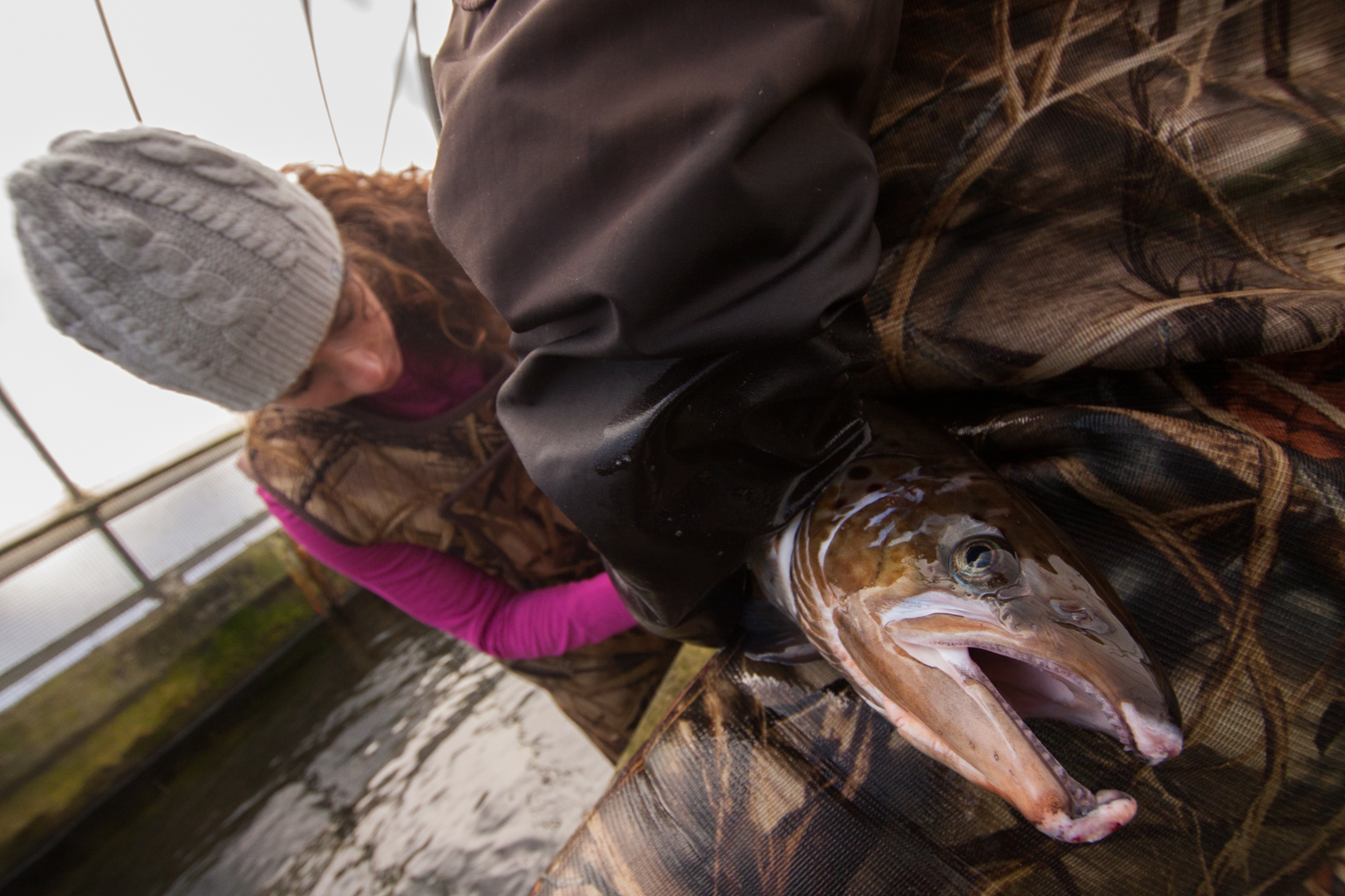 Katy, a volunteer at the USFWS Nashua National Fish Hatchery, extracts Milt from an adult male Atlantic Salmon. The Atlantic salmon is endangered in the United States and is still declining to due many factors including dams and other environmental degradation. As of July 2013, the Nashua National Fish Hatchery lost its funding for the Salmon project from the USFWS. Nashua, NH