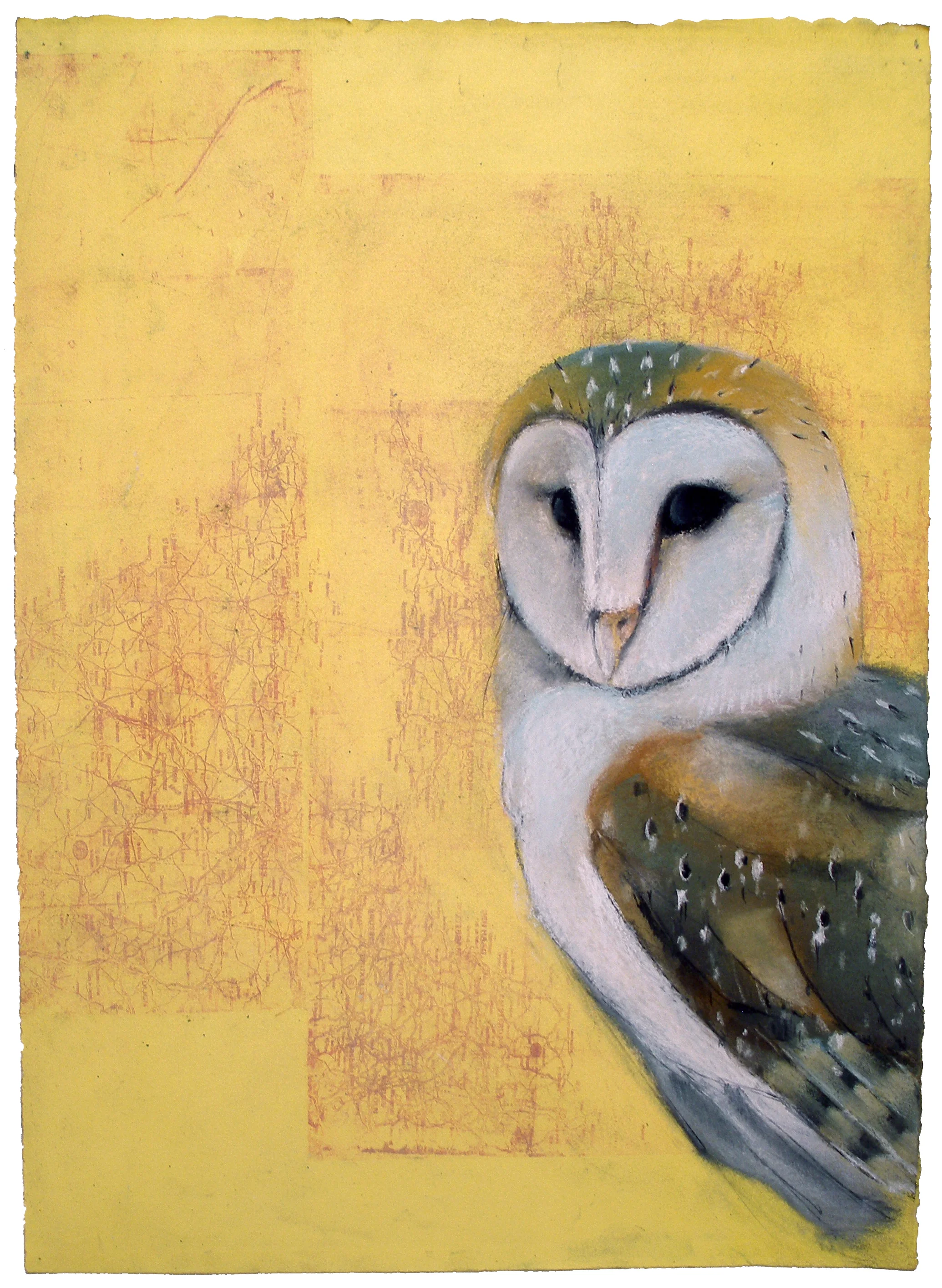 Barn Owl #15