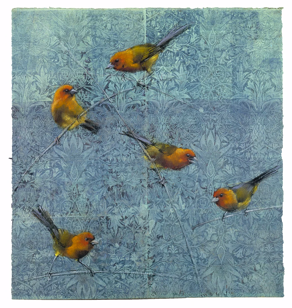 Ochre Bellied Finches