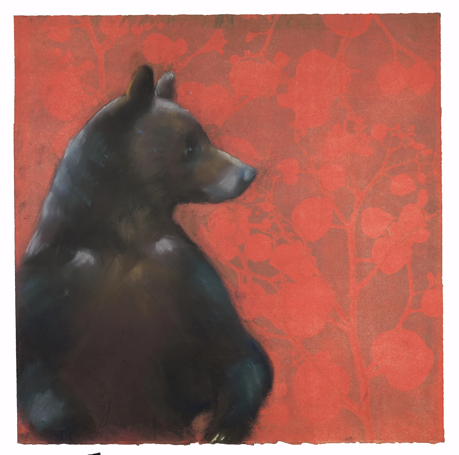Bear on Eucalyptus Leaves