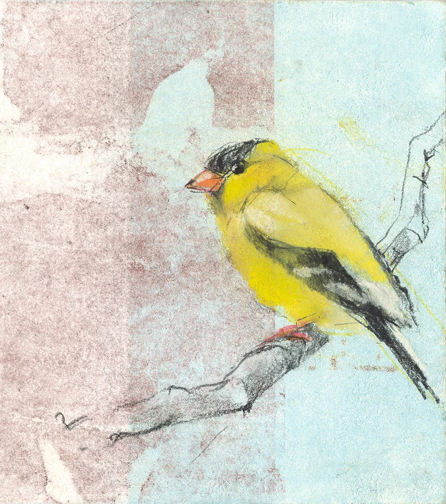 Finch on Fernando