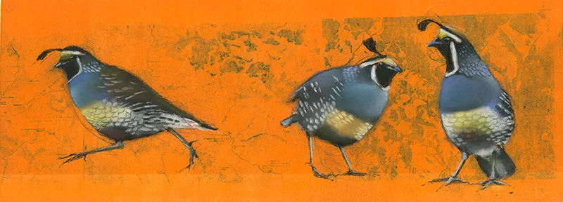 Quail on Tangerine
