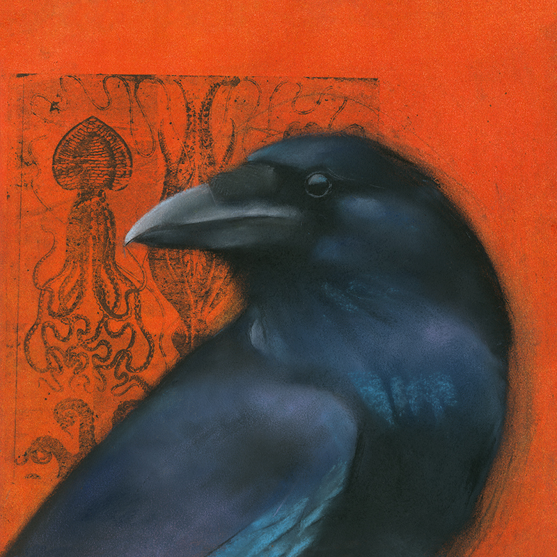 Raven on Squid