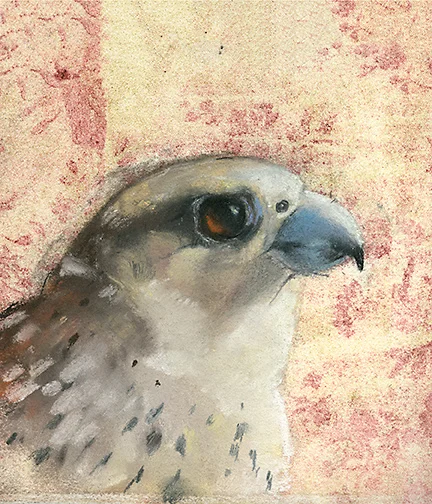 Hawk
