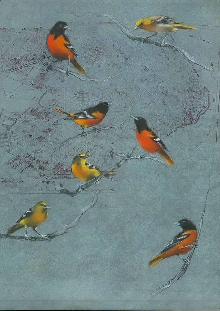 Orioles on Havana