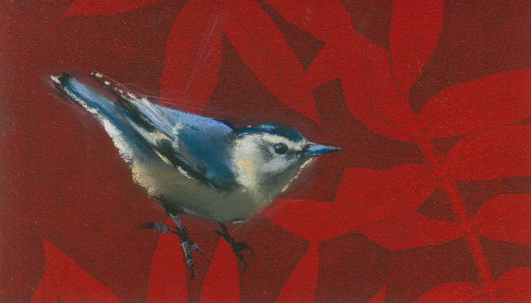 Nuthatch