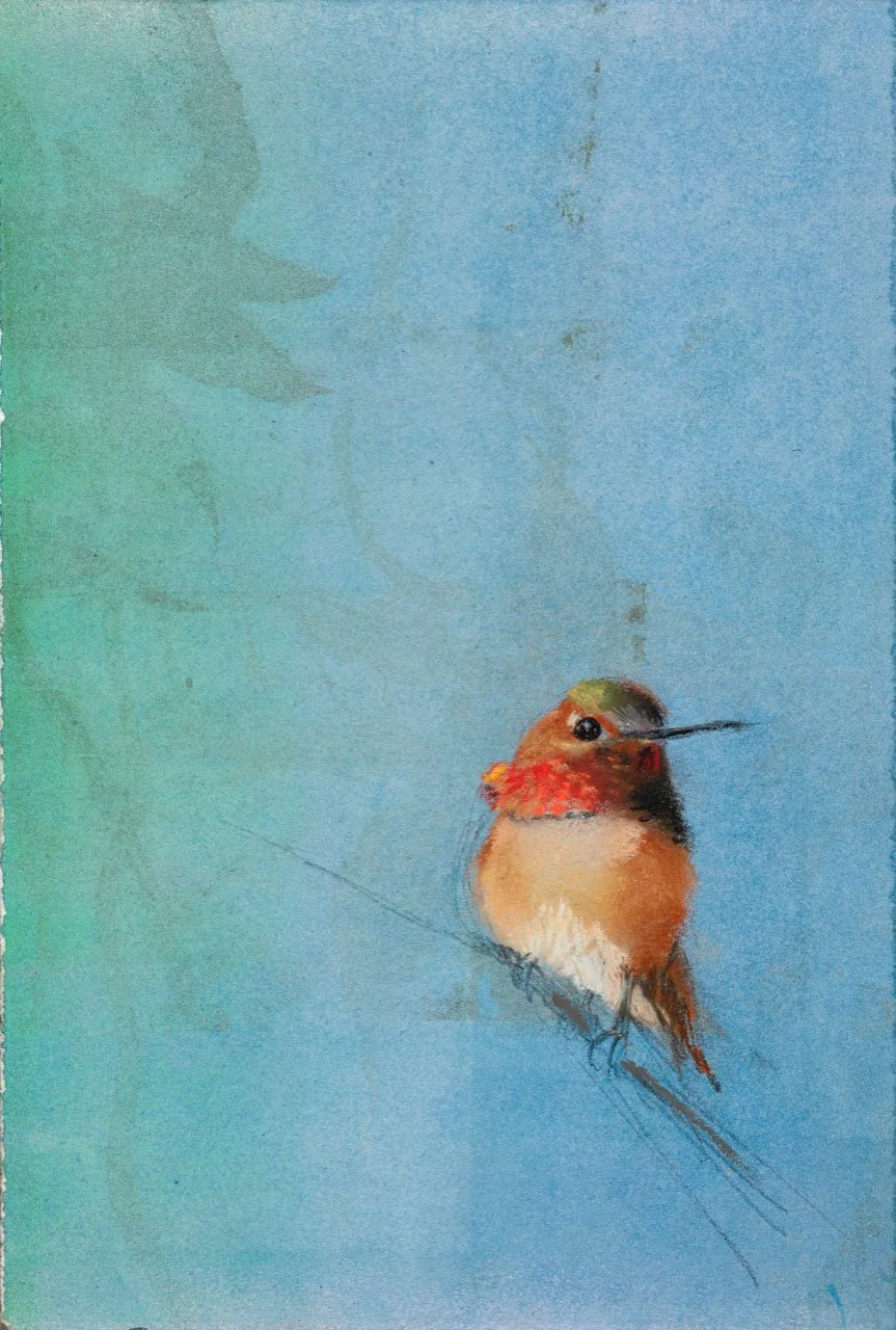Allen's Hummingbird