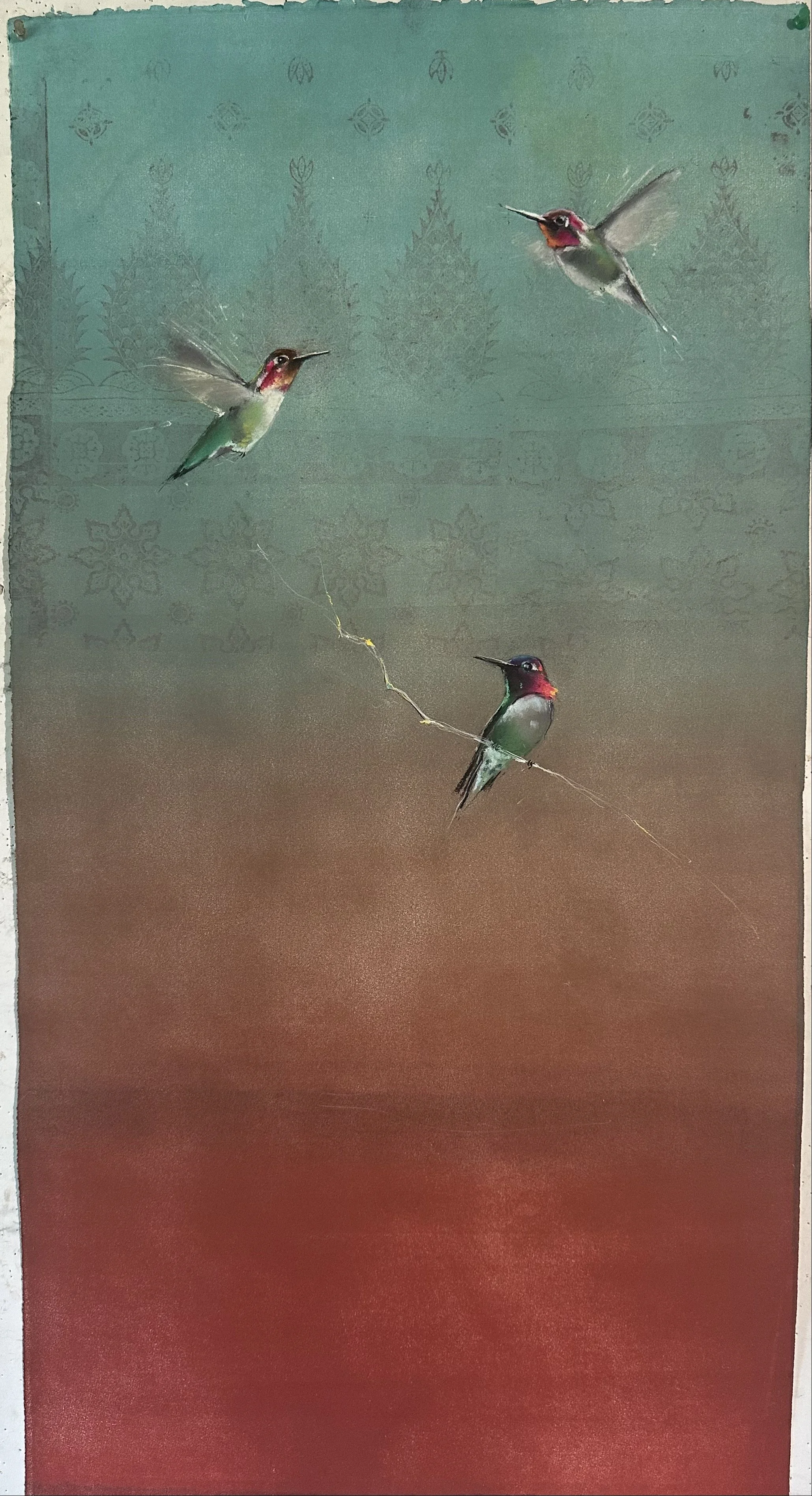 Anna's Hummingbirds Need Space