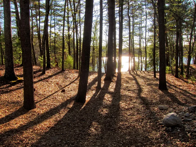 Photo: Walden Pond from Thoreau Cabin by MiguelVieira