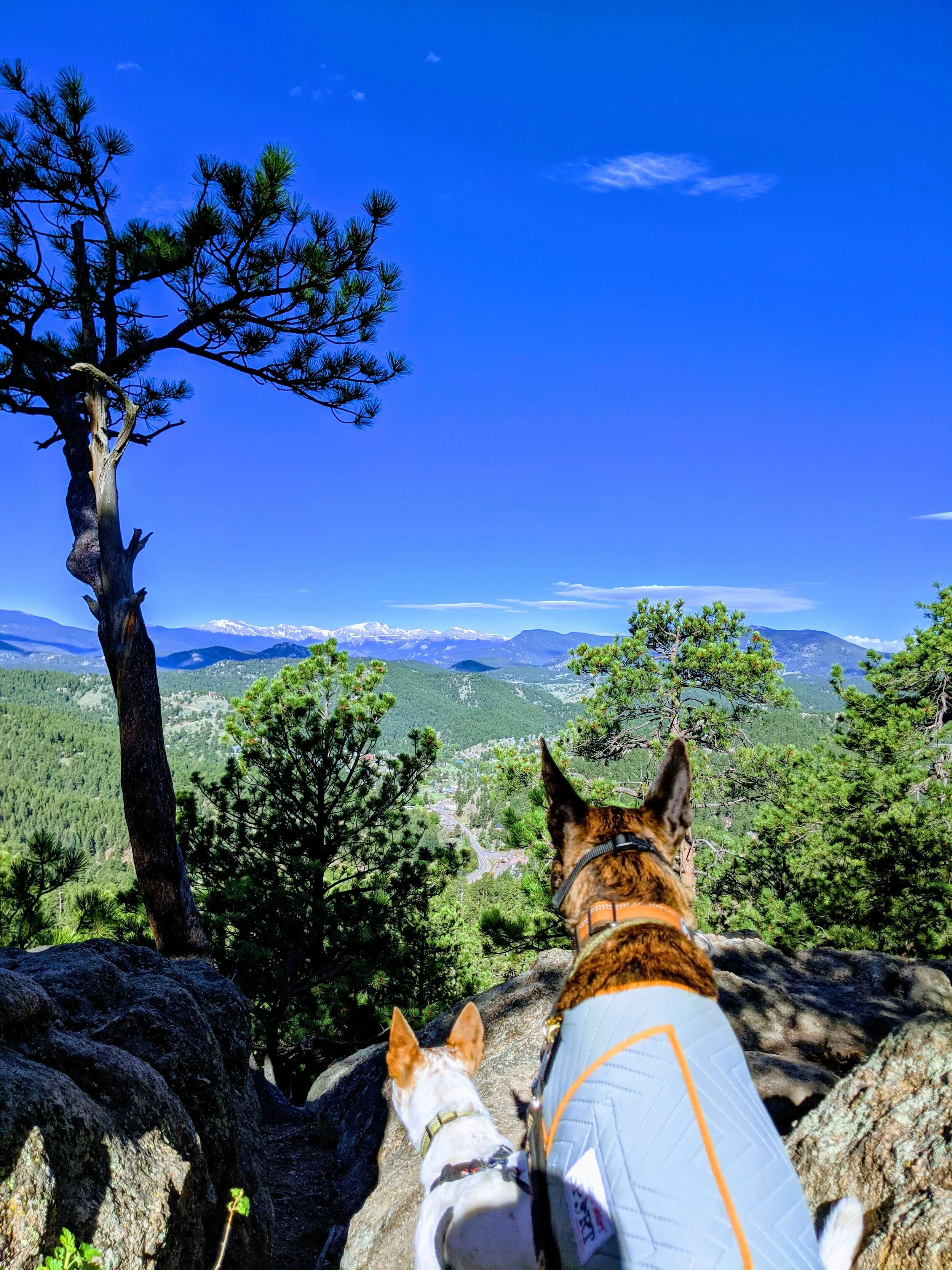 Getting fresh air and exercise by hiking with my dogs, Shenanigan (AKA Neneh) and Kaya, has been an important part of my self-care and making it through tough times.