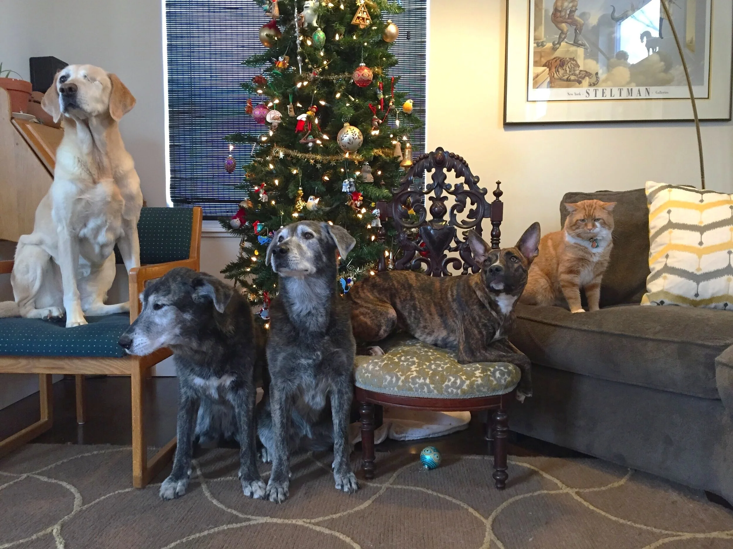 Losing Pixie, Diva, and Aja (left to right) within half a year in 2015 was one of the most difficult experiences of my life. Thankfully, Kaya and Gaston are still alive and well, and I learned a lot that year that has helped me since.