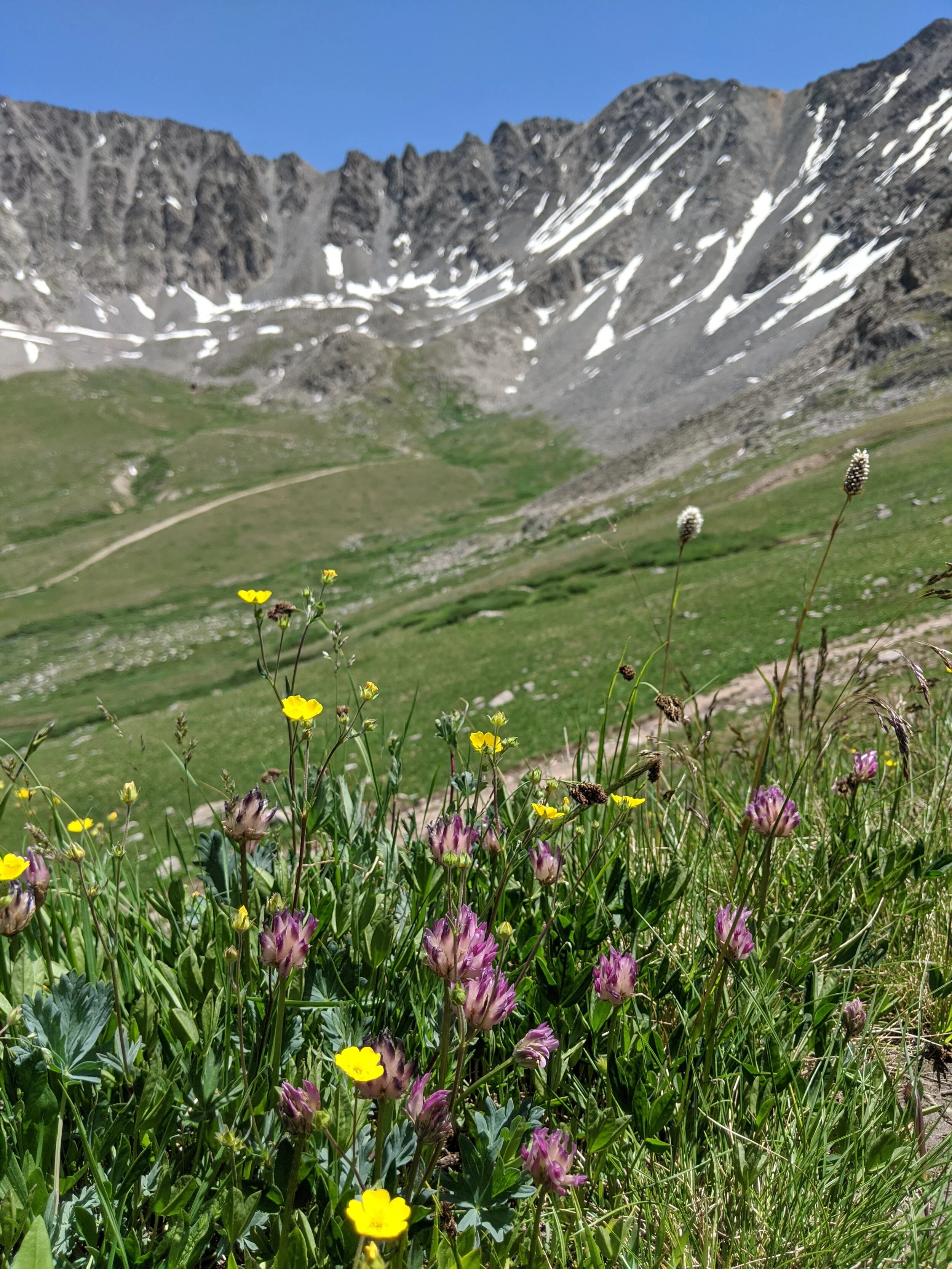 A view of summer wildflowers while hiking more than two miles above sea level outside of Leadville, Colorado - Photo by the author