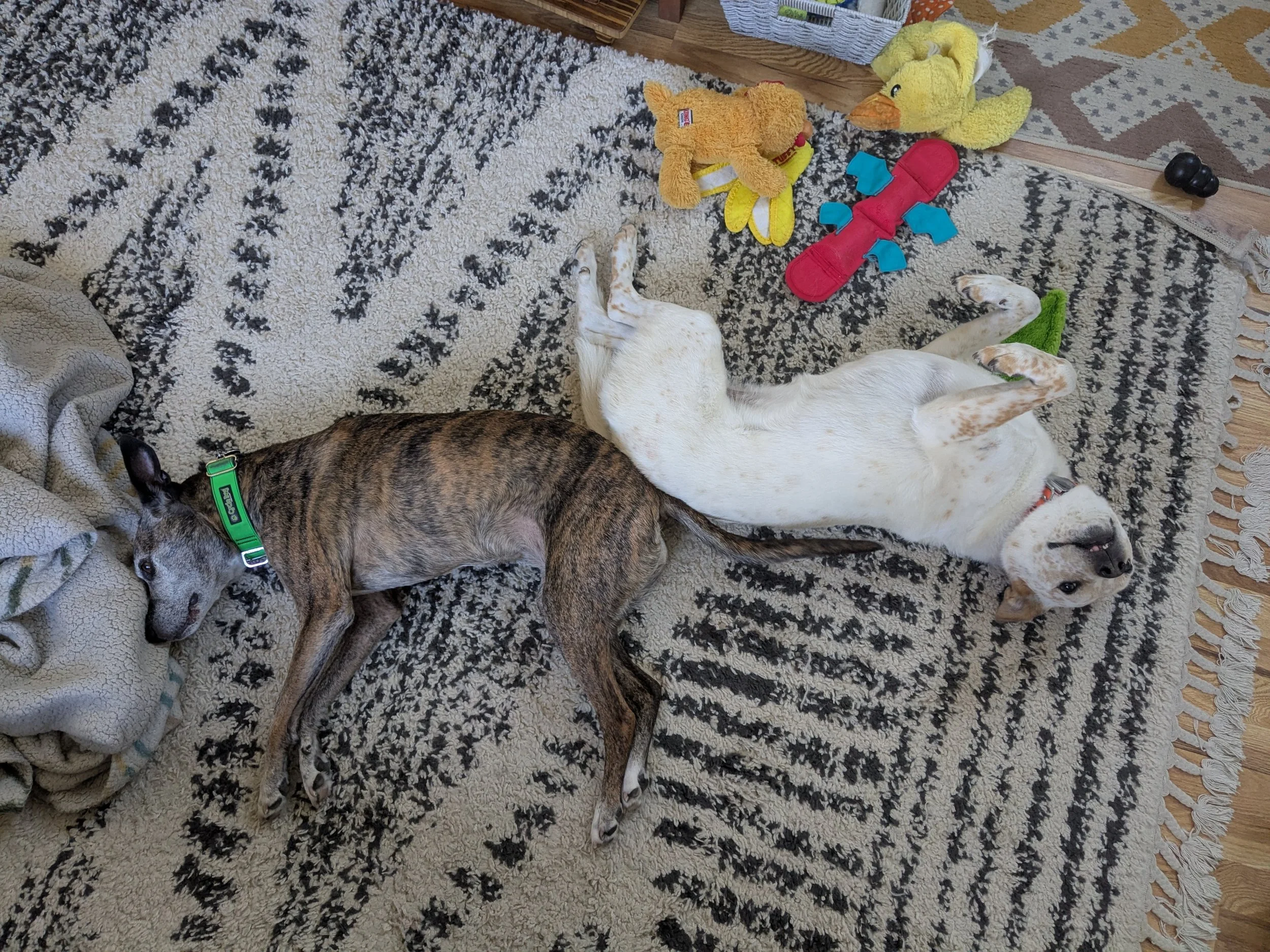 Kaya and Neneh dogs laying on floor, pre-fireworks