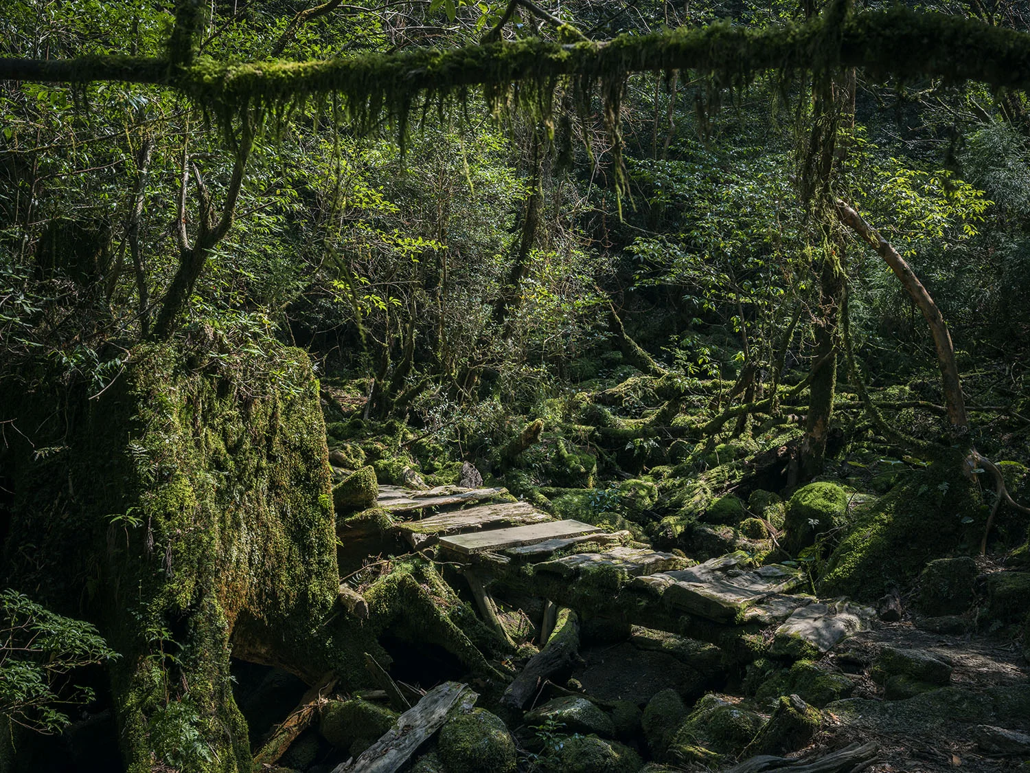 yakushima-trail-06.jpg