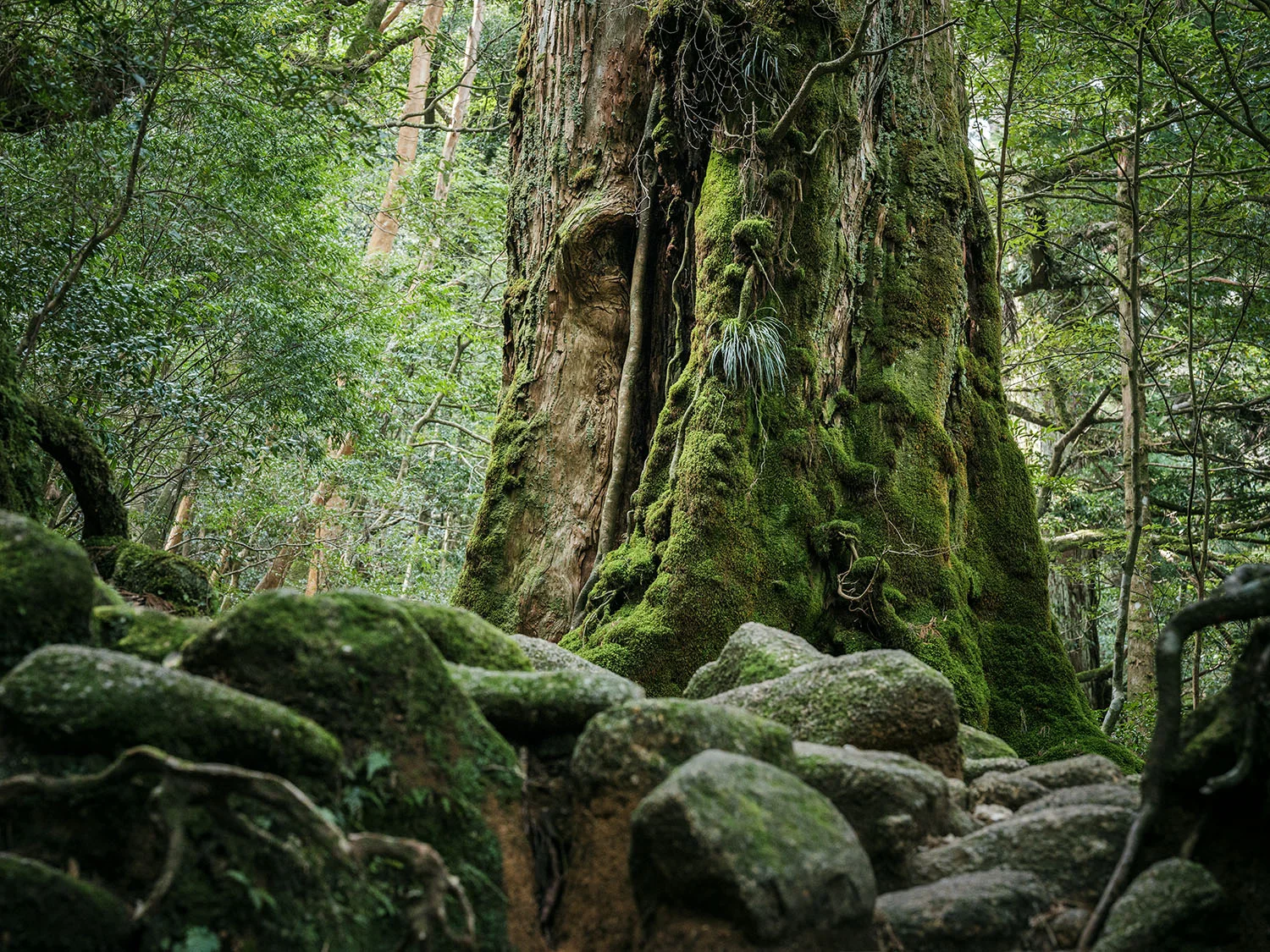 yakushima-trail-12.jpg