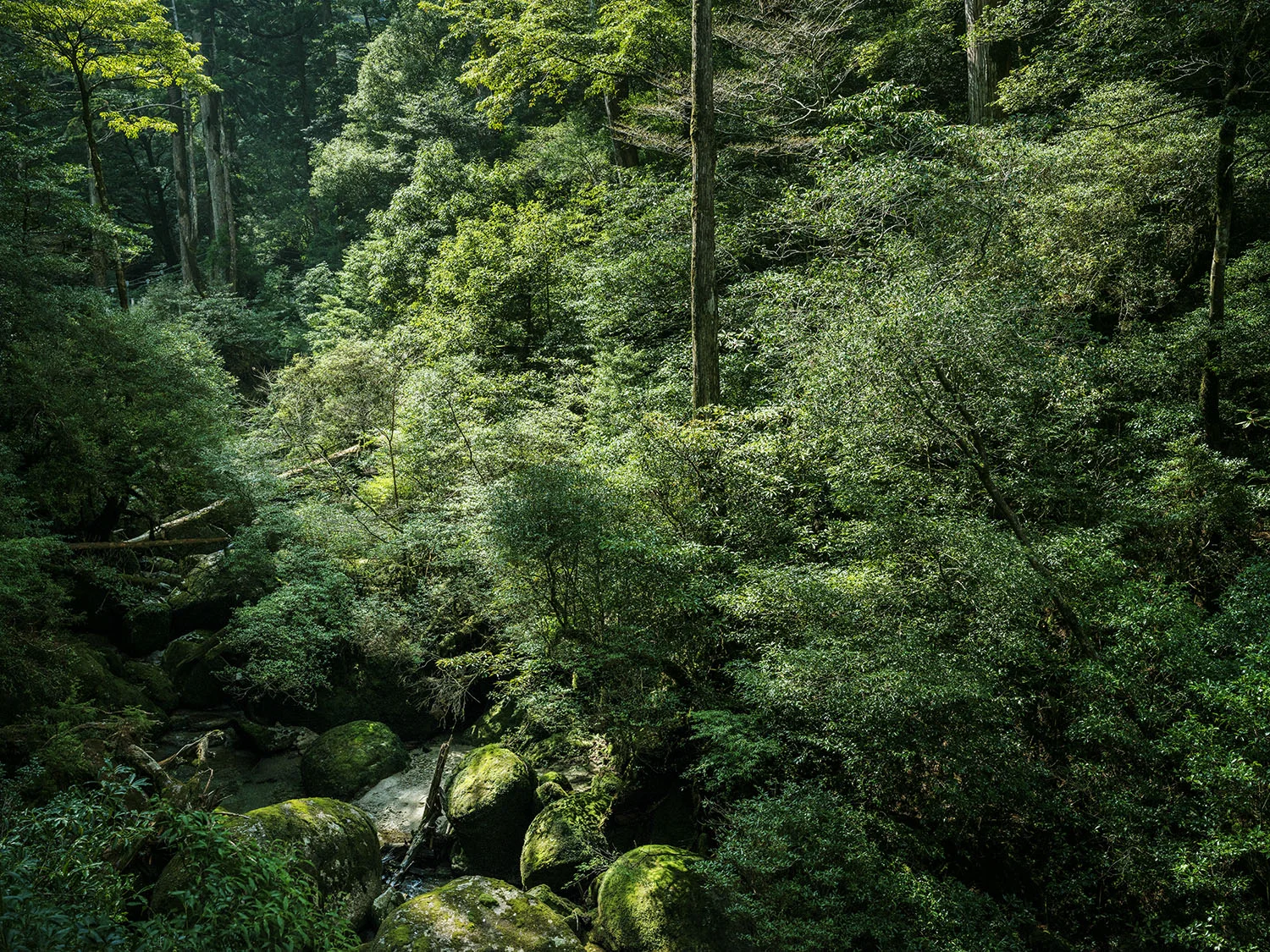 yakushima-trail-28.jpg