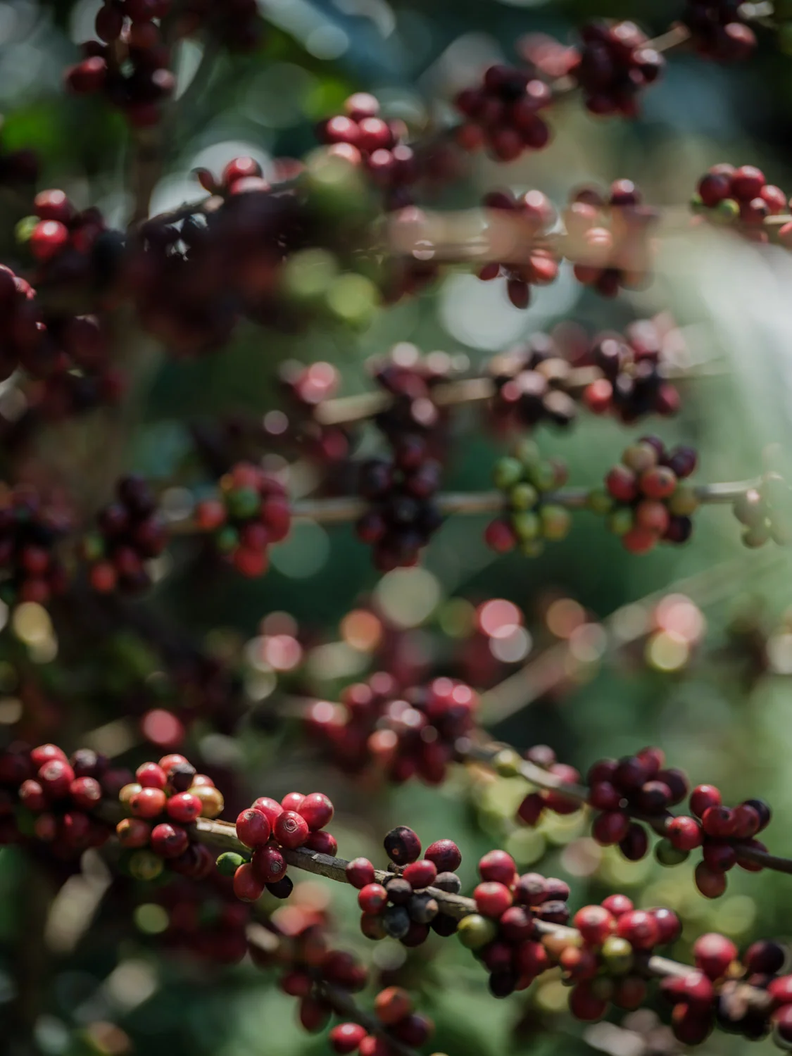 LDC-coffee-Yunnan-web-2187.jpg