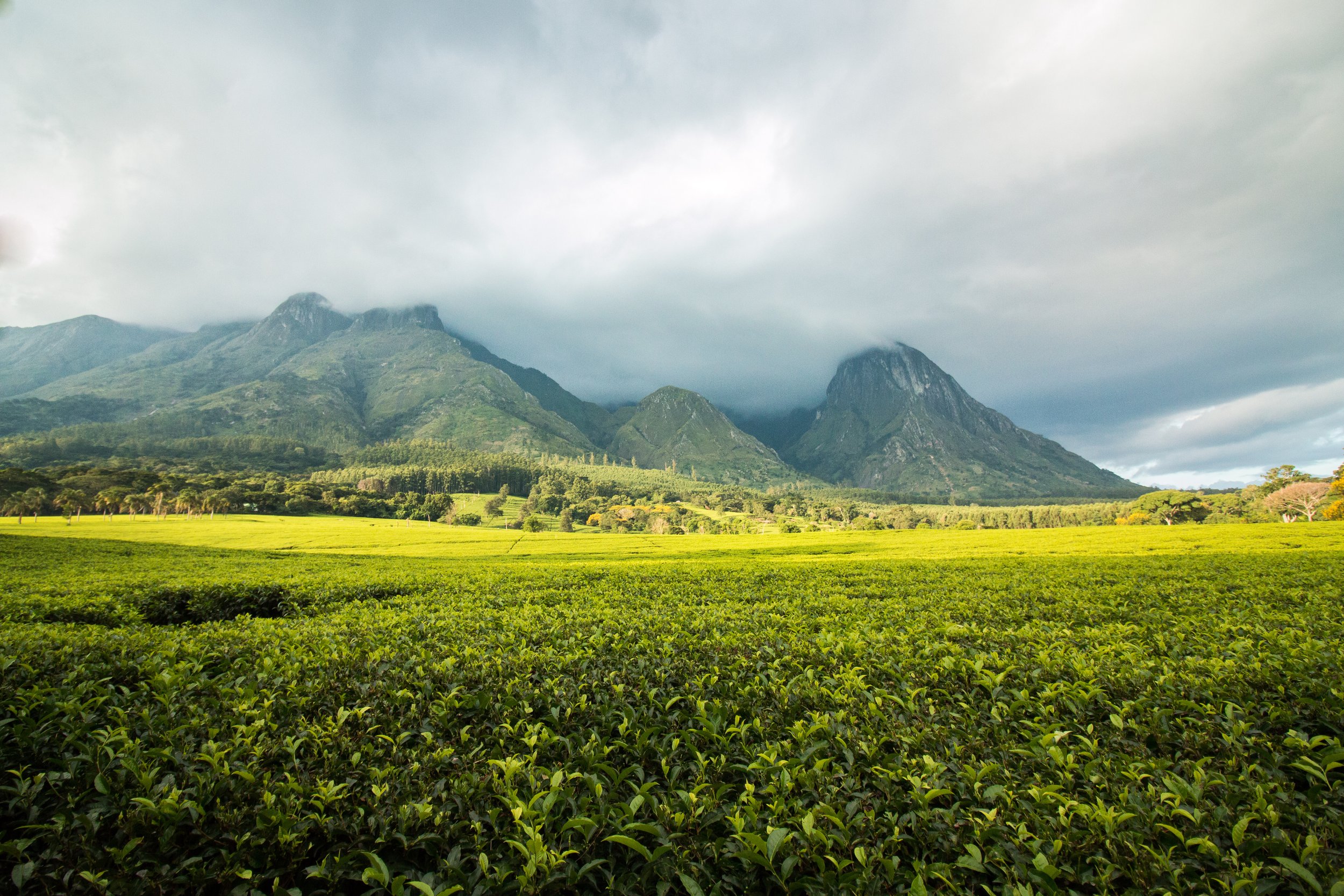 AdobeStock_166730168 (1) (2).jpeg
