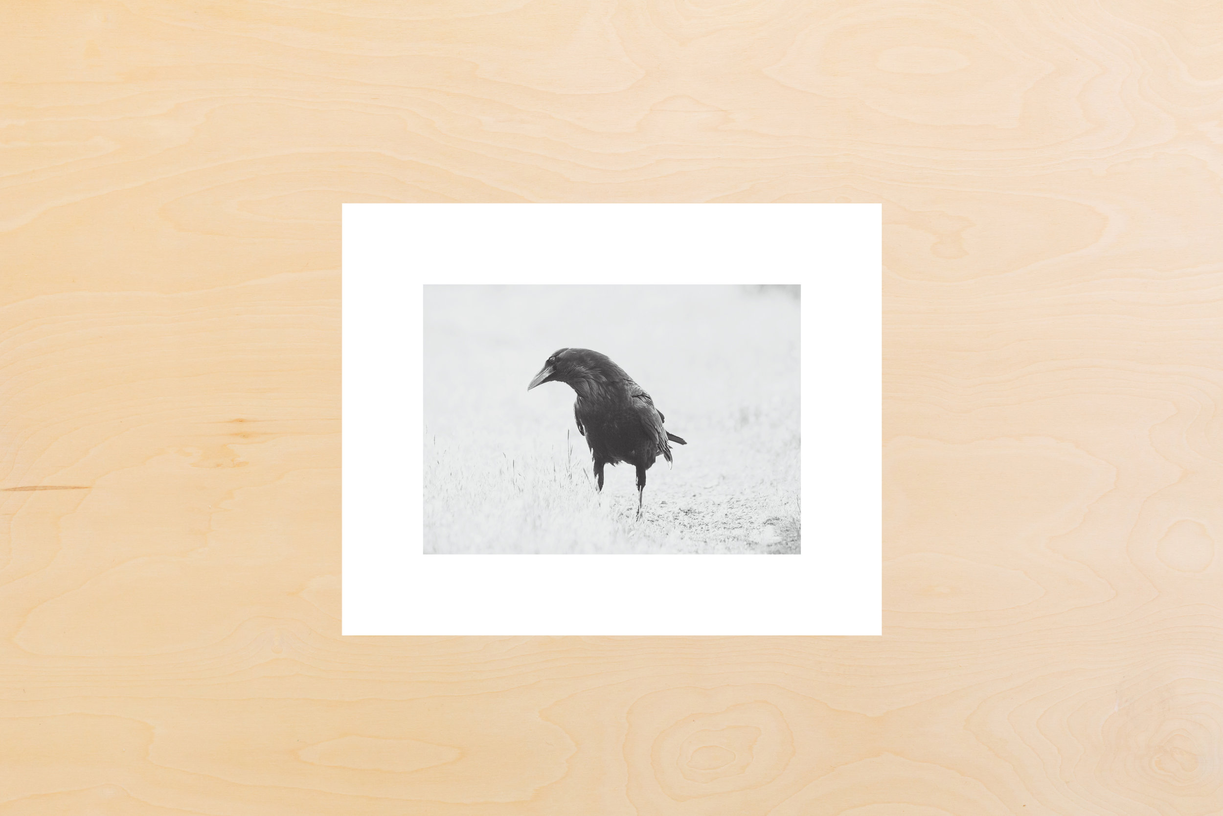 printshop-ravenII8x10.jpg