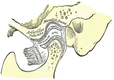 Check out this Temporomandibular Joint!