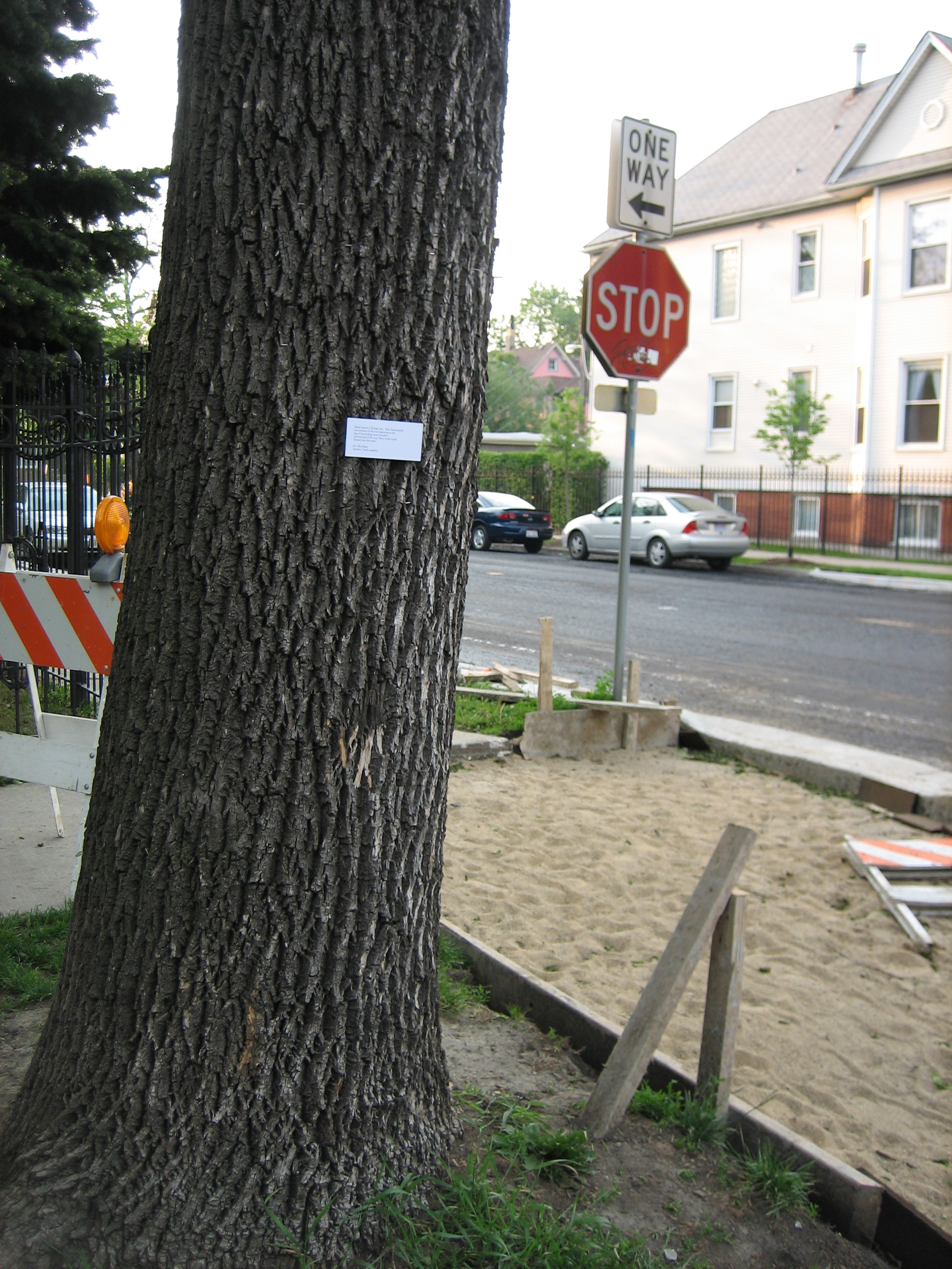 bernard street (tree).JPG