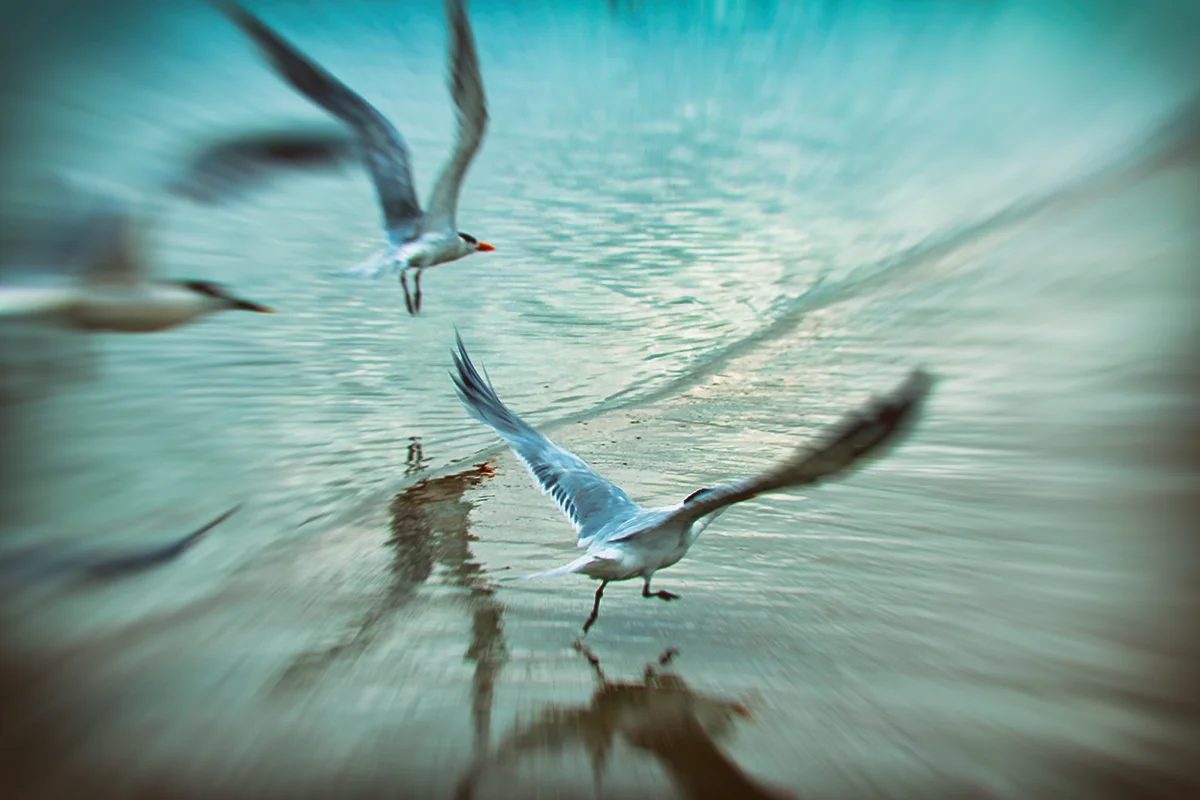 Gulls in Flight