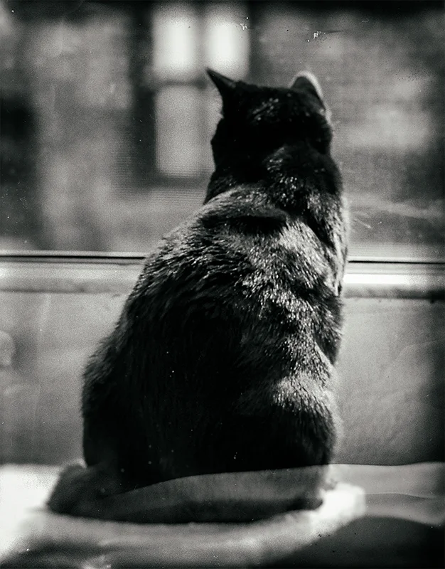 Morning Cat