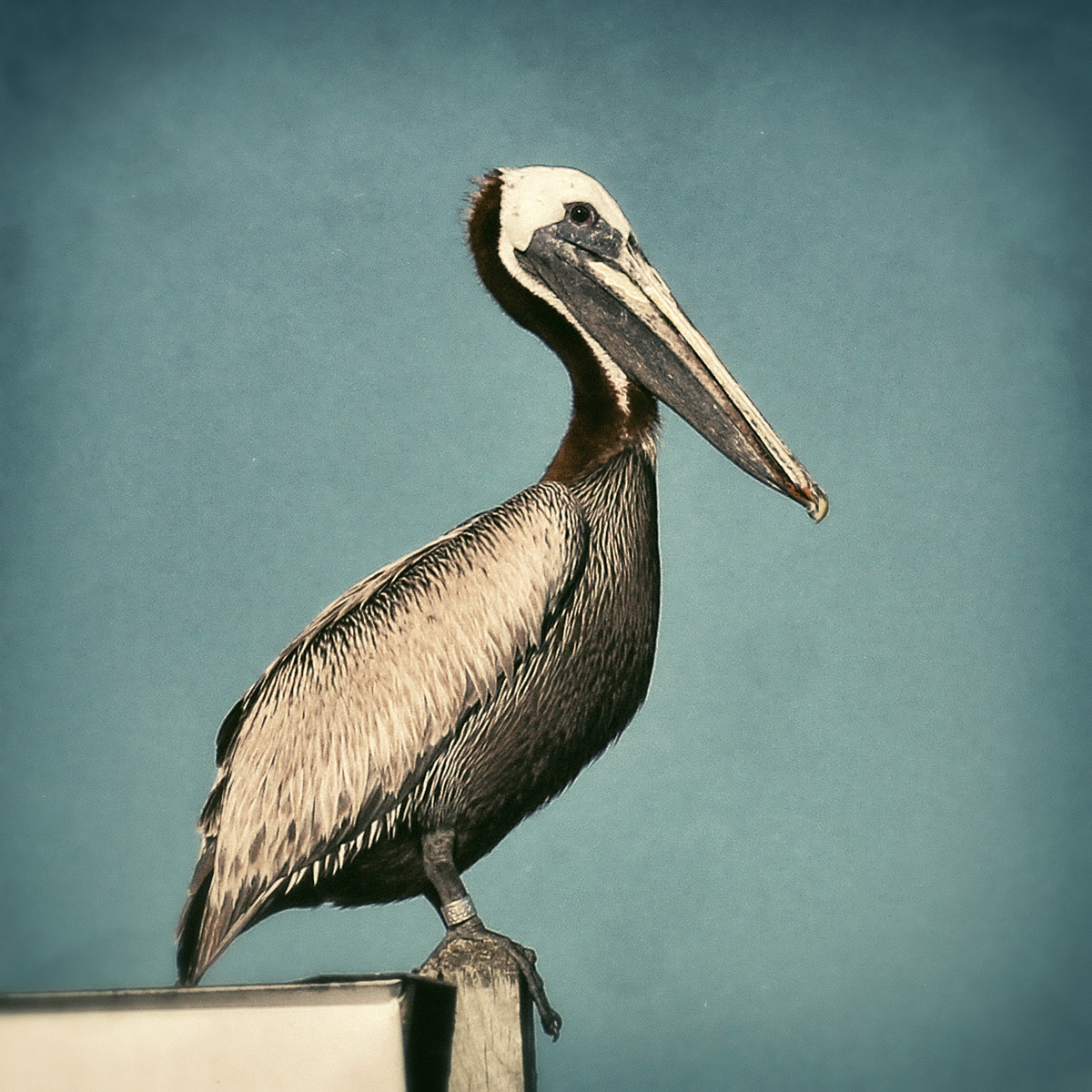Pelecanus Occidentalis