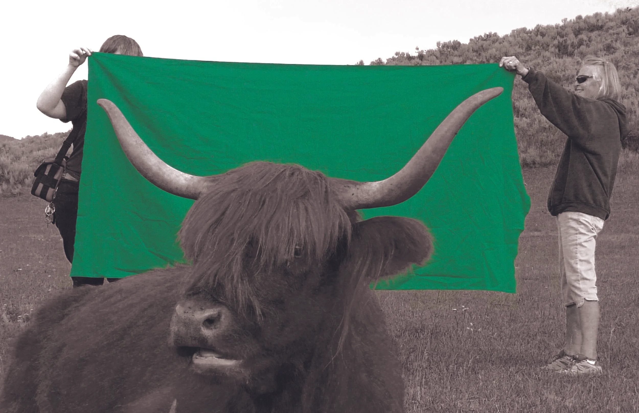 GreenScreenCow.jpg