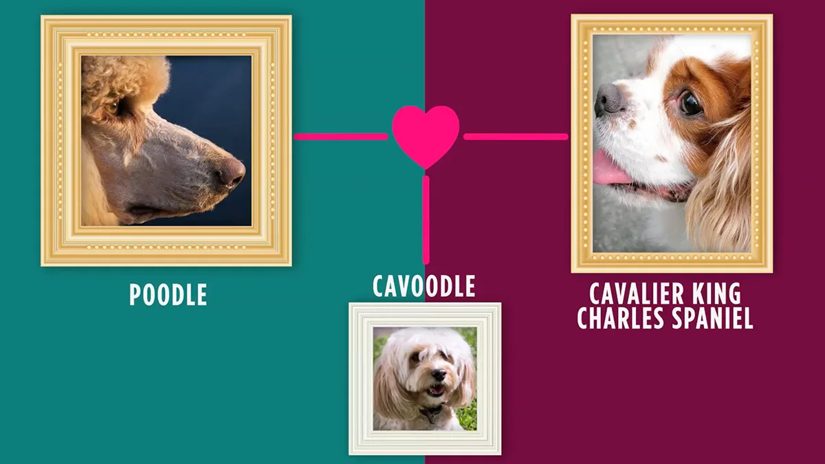 Cavoodle.jpg