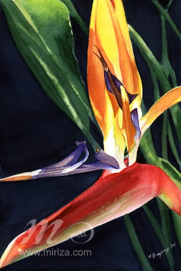 Bird of Paradise