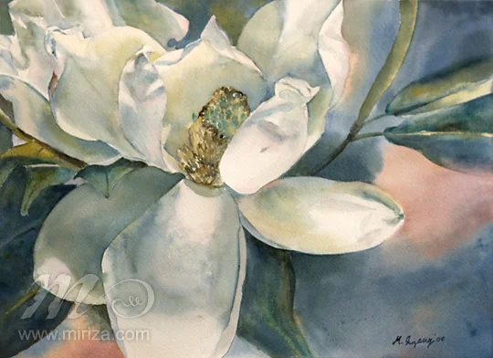Magnolia II