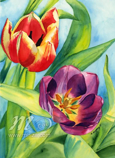 Two Tulips