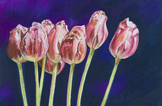 Tulips
