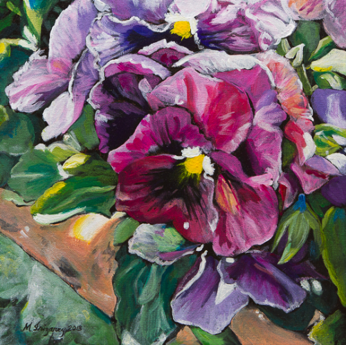 Maroon pansies